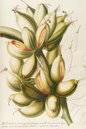 Musae IV by Georg Dionysius Ehret Oil Painting