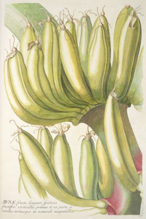 Musae Oil painting by Georg Dionysius Ehret
