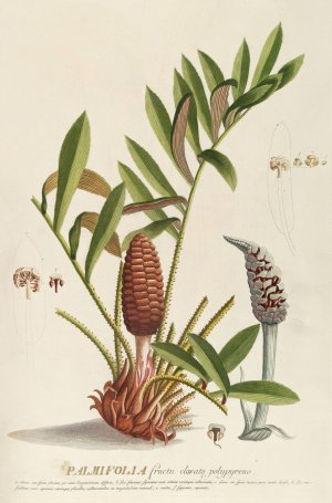 Palmifolia by Georg Dionysius Ehret Oil Painting