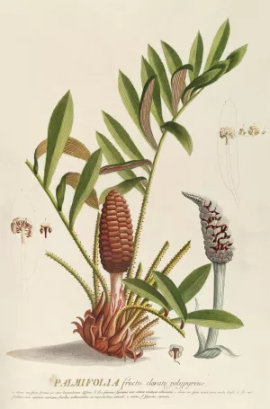 Palmifolia by Georg Dionysius Ehret Oil Painting