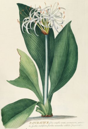 Pancratium II by Georg Dionysius Ehret Oil Painting