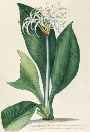 Pancratium II by Georg Dionysius Ehret Oil Painting