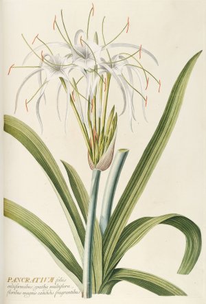 Pancratium by Georg Dionysius Ehret Oil Painting