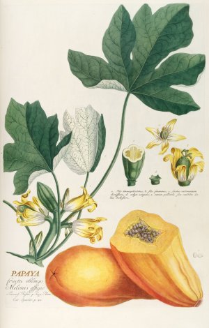 Papaya Oil painting by Georg Dionysius Ehret