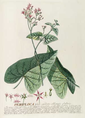Periploca by Georg Dionysius Ehret Oil Painting