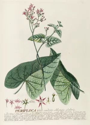 Periploca by Georg Dionysius Ehret Oil Painting