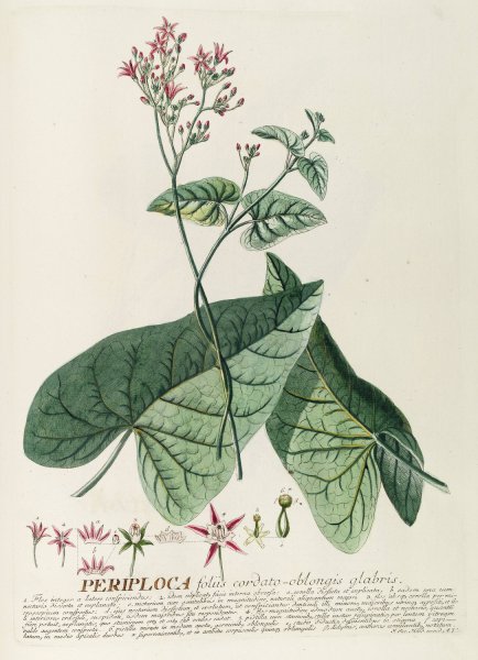 Main Product Photo of Periploca  Painting by Georg Dionysius Ehret
