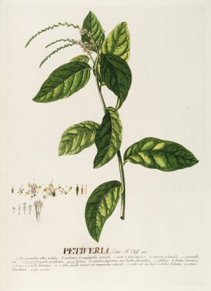 Petiveria by Georg Dionysius Ehret Oil Painting