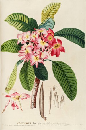 Plumeria by Georg Dionysius Ehret Oil Painting