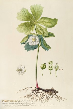Podophyllum Oil painting by Georg Dionysius Ehret