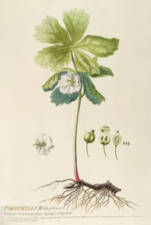 Podophyllum Oil painting by Georg Dionysius Ehret