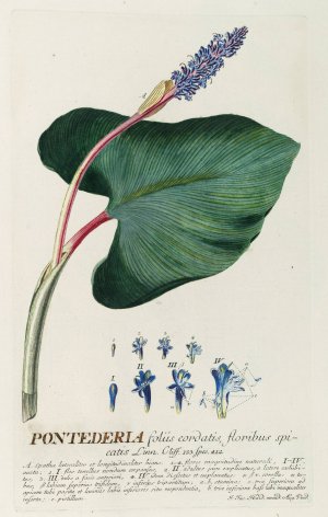 Pontederia Oil painting by Georg Dionysius Ehret