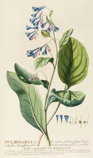 Pulmonaria by Georg Dionysius Ehret Oil Painting