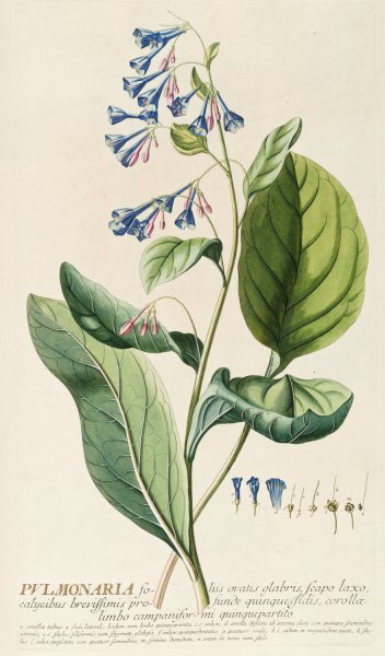 Main Product Photo of Pulmonaria  Painting by Georg Dionysius Ehret