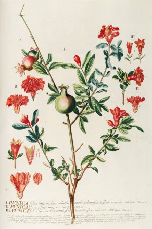 Punica Oil painting by Georg Dionysius Ehret