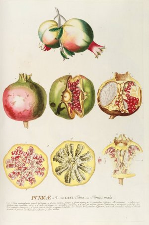 Punicae by Georg Dionysius Ehret Oil Painting