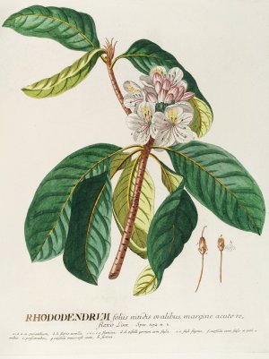 Rhododendrum by Georg Dionysius Ehret Oil Painting