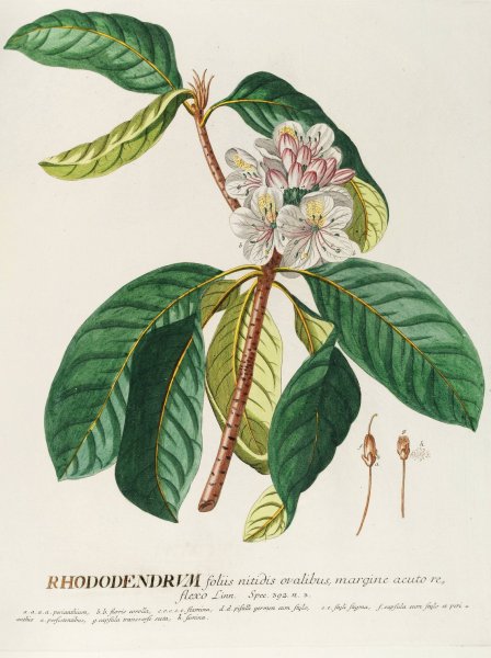 Rhododendrum  by Georg Dionysius Ehret - Hand-Painted Oil Painting Reproduction
