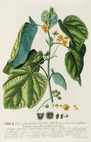 Sida by Georg Dionysius Ehret Oil Painting