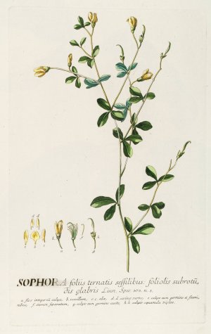 Sophora II by Georg Dionysius Ehret Oil Painting