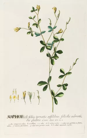 Sophora II by Georg Dionysius Ehret Oil Painting
