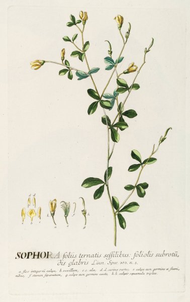 Main Product Photo of Sophora II  Painting by Georg Dionysius Ehret