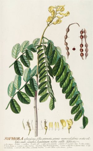 Sophora by Georg Dionysius Ehret Oil Painting