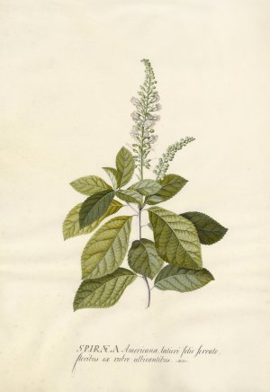 Spiraea by Georg Dionysius Ehret Oil Painting