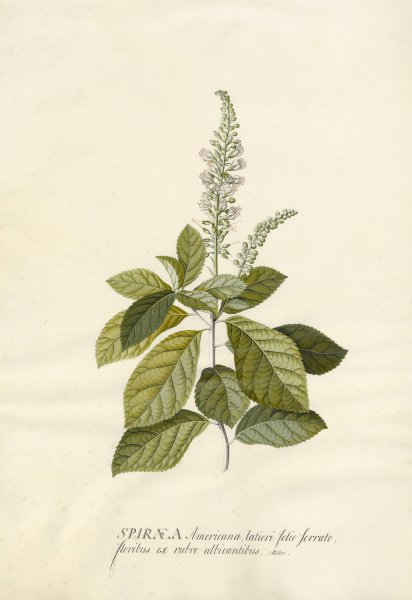 Main Product Photo of Spiraea  Painting by Georg Dionysius Ehret