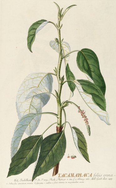 Main Product Photo of Tacamahaca II  Painting by Georg Dionysius Ehret