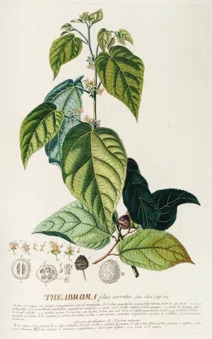 Theabroma by Georg Dionysius Ehret Oil Painting