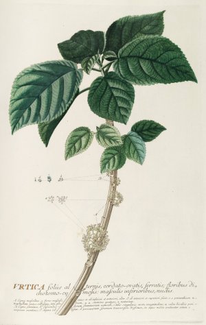 Urtica by Georg Dionysius Ehret Oil Painting