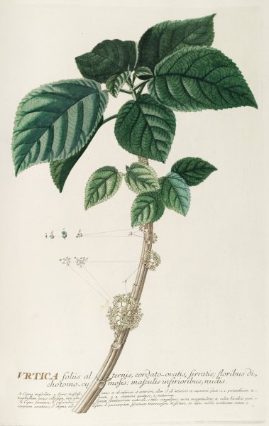 Urtica  by Georg Dionysius Ehret - Hand-Painted Oil Painting Reproduction