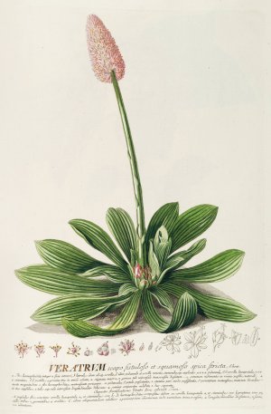 Veratrum by Georg Dionysius Ehret Oil Painting