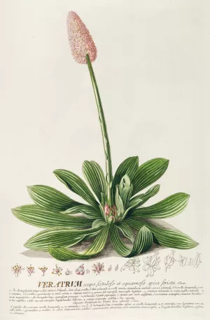 Veratrum by Georg Dionysius Ehret Oil Painting