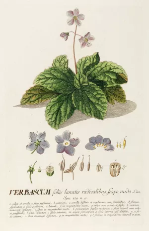 Verbascum Oil painting by Georg Dionysius Ehret