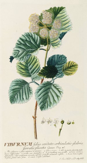 Viburnum by Georg Dionysius Ehret Oil Painting