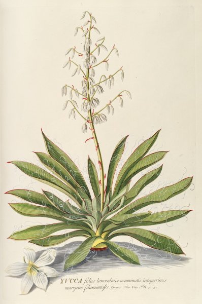 Main Product Photo of Yucca  Painting by Georg Dionysius Ehret