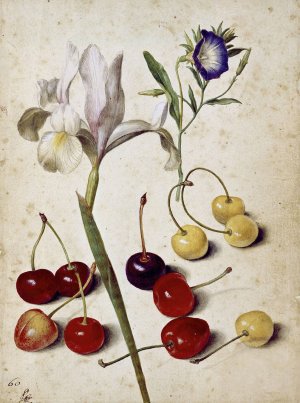 Spanish iris, morning glory, and cherries by Georg Flegel Oil Painting