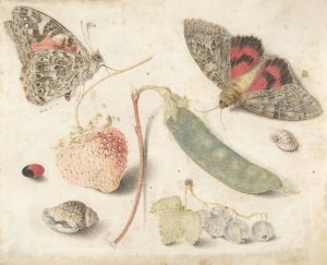 Studies of Fruits, Insects and Shells by Georg Flegel Oil Painting