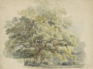 Boomstudie by George Andries Roth Oil Painting