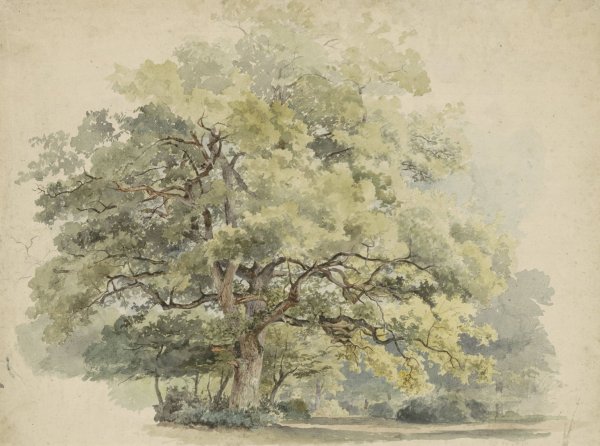 Boomstudie  by George Andries Roth - Hand-Painted Oil Painting Reproduction