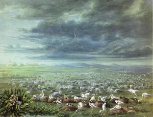 Ambush for Flamingos in South America by George Catlin Oil Painting