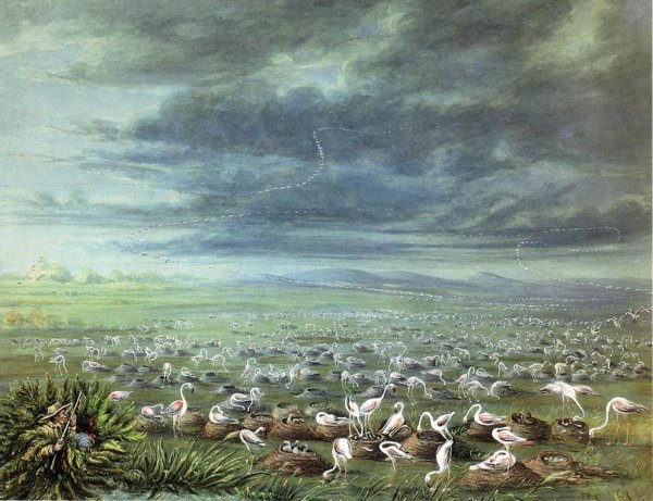 Main Product Photo of Ambush for Flamingos in South America Painting by George Catlin