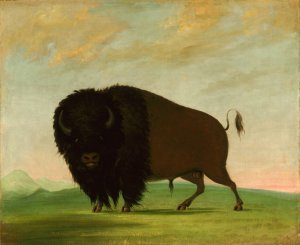 Buffalo Bull, Grazing on the Prairie by George Catlin Oil Painting