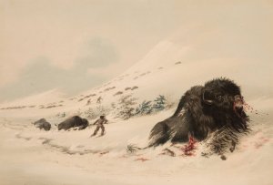 Buffalo Bull, in Snow Drift by George Catlin Oil Painting