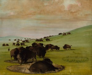 Buffalo Bulls in a Wallow by George Catlin Oil Painting