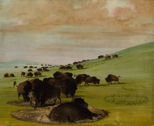 Main Product Photo of Buffalo Bulls in a Wallow  Painting by George Catlin