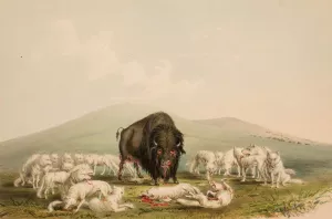 Buffalo Hunt, White Wolves Attacking A Buffalo Bull by George Catlin Oil Painting