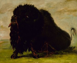 Dying Buffalo, Shot with an Arrow by George Catlin Oil Painting